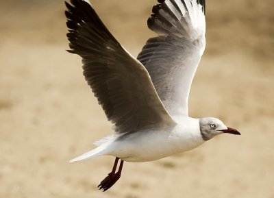 Gray-hooded/headed Gull