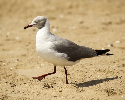 Gray-hooded/headed Gull