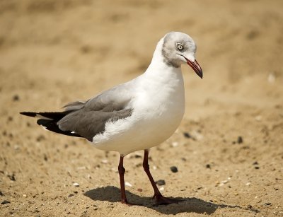 Gray-hooded/headed Gull