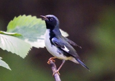 Black-throated Blue Warbler