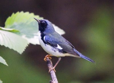 Black-throated Blue Warblers