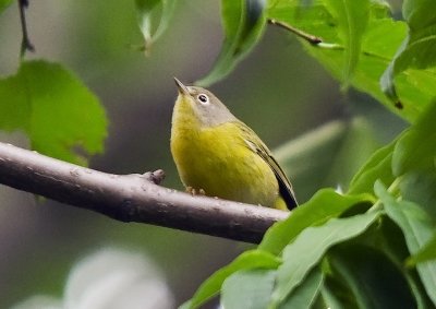 Nashville Warblers