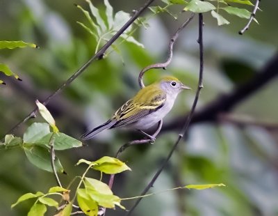 Chestnut-sided Warbler