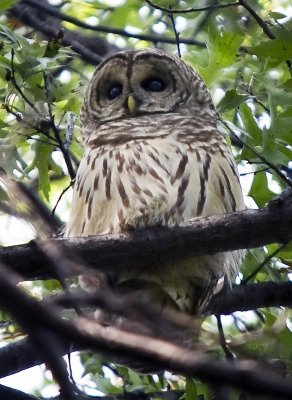 Barred Owl