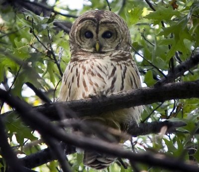 Barred Owl