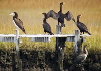 Brown Booby (female) & Double-crested Cormorants.