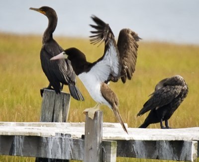 Brown Booby (female) & Double-crested Cormorants.