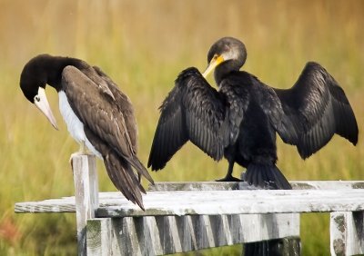 Brown Booby (female) &  Double-crested Cormorant.