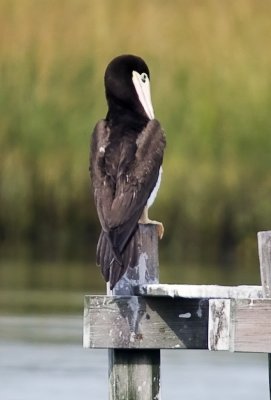 Brown Booby (female)