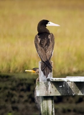 Brown Booby (female)