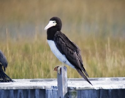 Brown Booby 