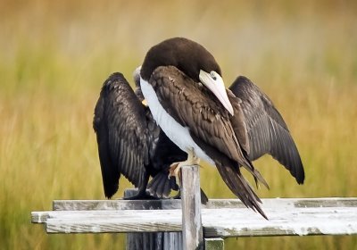 Brown Booby (female)