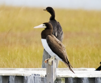 Brown Booby (female)