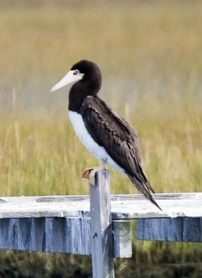 Brown Booby (female)