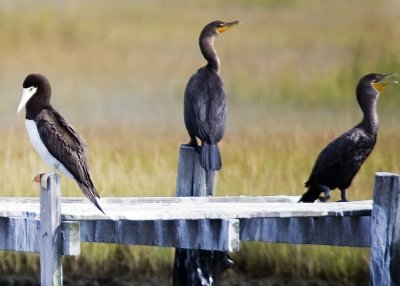 Brown Booby (female) & Double-crested Cormorants.