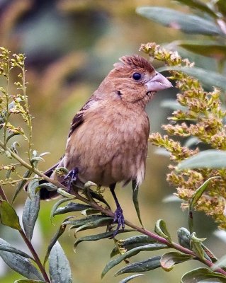 Blue Grosbeak (female)