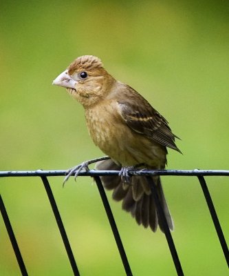 Blue Grosbeak (female)