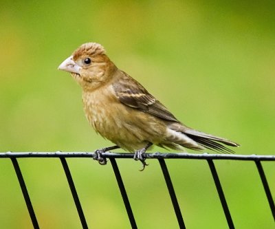 Blue Grosbeak (female)