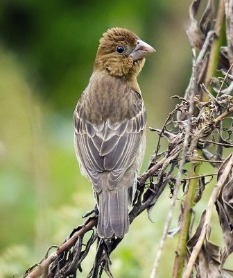 Blue Grosbeak (female)