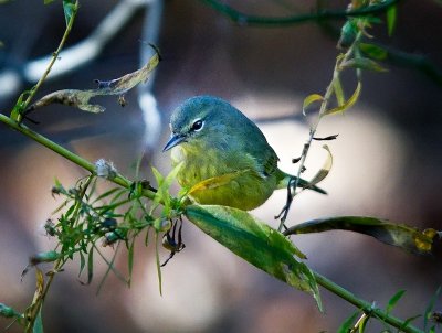 Orange-crowned Warbler