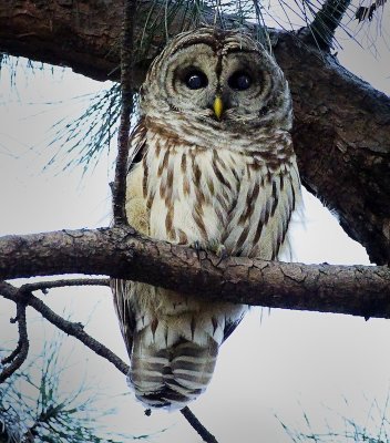 Barred Owl