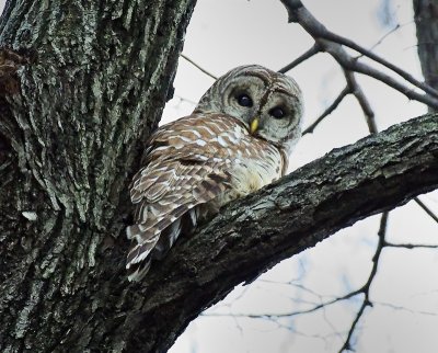 Barred Owl