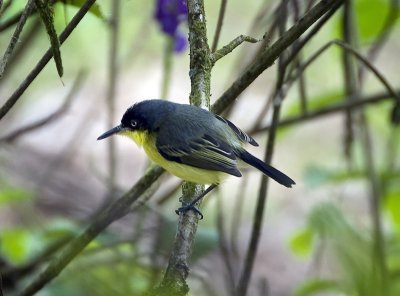 Common Tody Flycathcher