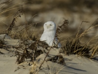 Snowy Owl