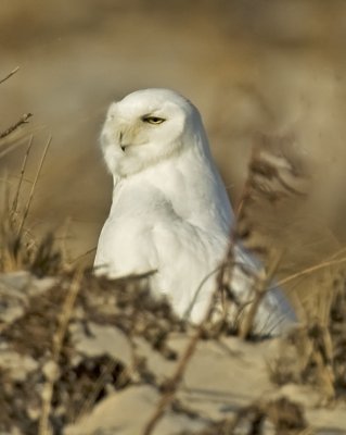 Snowy Owl