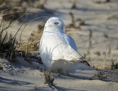 Snowy Owl