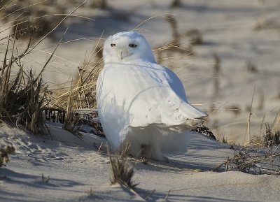 Snowy Owl