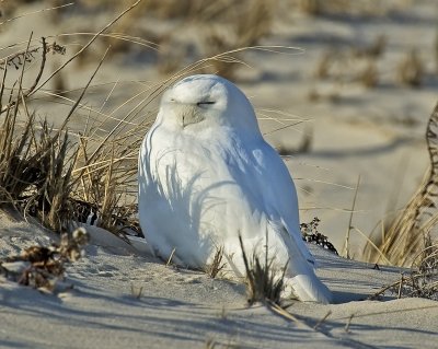 Snowy Owl