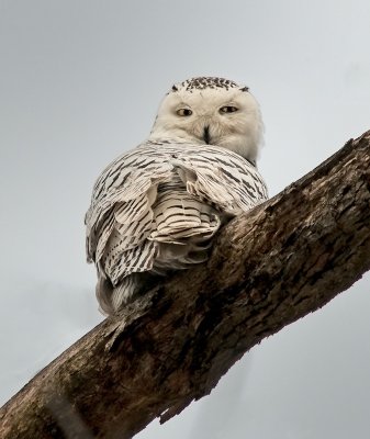 Snowy Owl