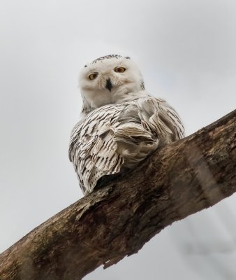 Snowy Owl