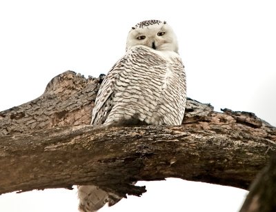 Snowy Owl