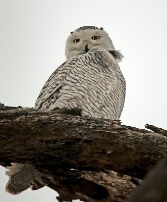 Snowy Owl