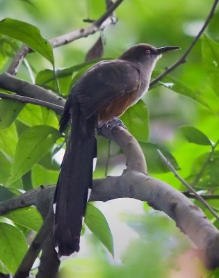 Puerto Rican Lizard-Cuckoo (Coccyzus Vieilloti)