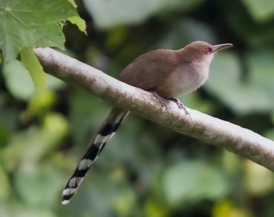 Seen at the Yunque National Forest, Puerto Rico.