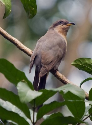 Seen at the Yunque National Forest, Puerto Rico.