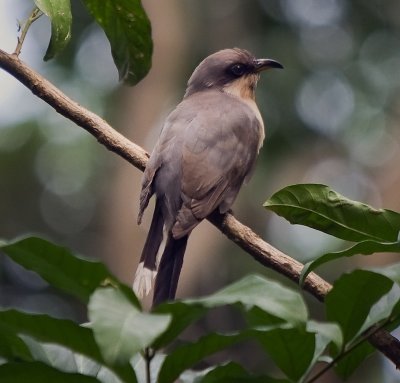 Seen at the Yunque National Forest, Puerto Rico.