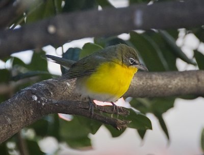 Yellow-breasted Chat