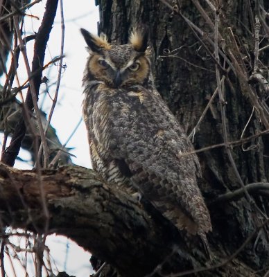 Great Horned Owl (male)