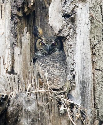 Great Horned Owl (female)