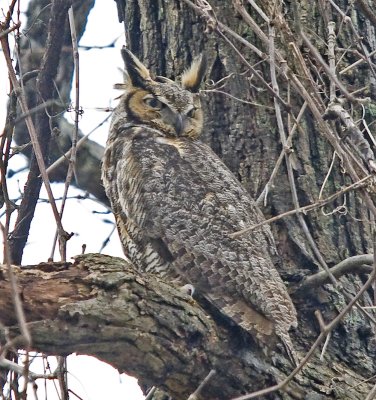 Great Horned Owl (male)