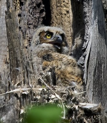 Great Horned Owlet 