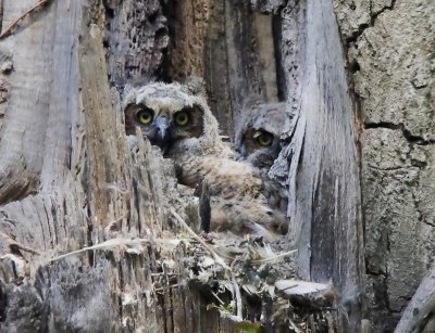 Great Horned Owlets