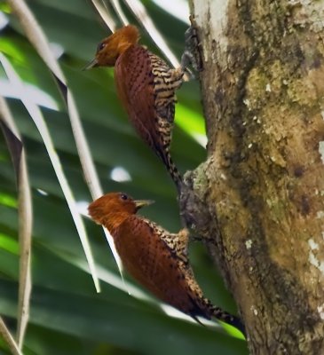 Cinnamon Woodpeckers