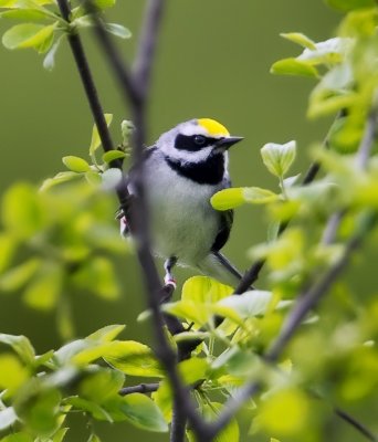 Golden-winged Warbler