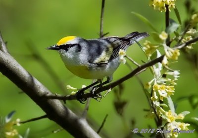 Brewster's Warbler