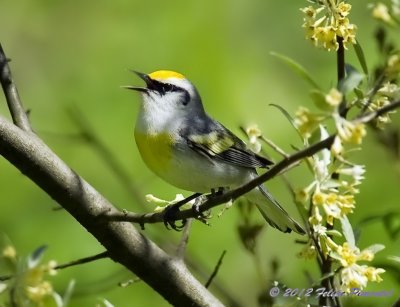 Brewster's Warbler